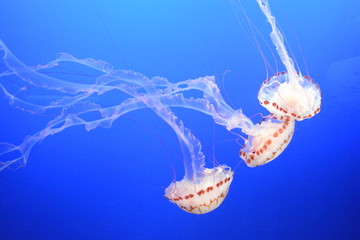Jellies