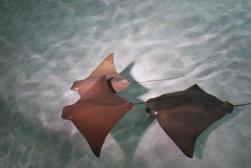 Stingrays