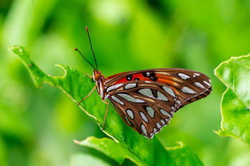 Gulf fritillary butterfly (Agraulis vanillae) closeup on leaf - Davie, Florida, USA