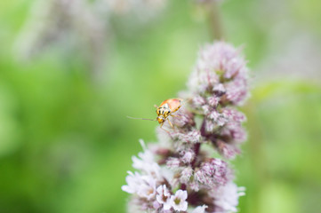 Błyszczek elegancik © Kasia R.