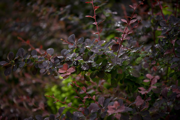 Green red foliage