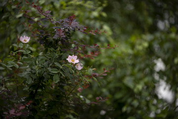 wild rose flower