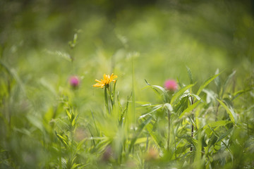 purple and yellow wildflowers