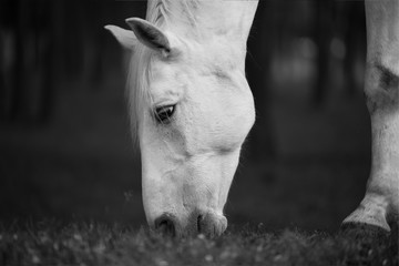 Horse in the summer sunrise