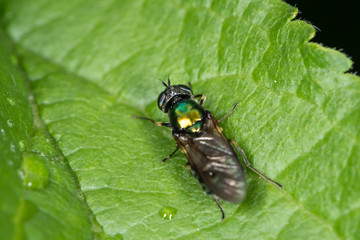 A small green fly sitting on a green leaf