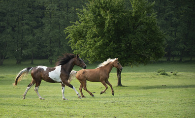 Fototapeta premium Horse in the summer sunrise