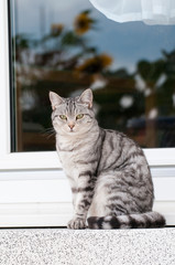 Katze sitzt auf der Terrasse