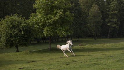 Horse in the summer sunrise