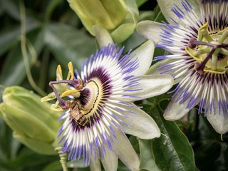 Honey bee collecting pollen from a blue passion flower