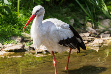 White Stork captured in Gloucestershire during the summer of 2018.