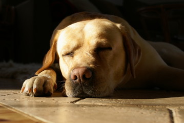 Labrador