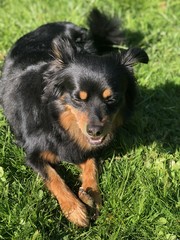Hund