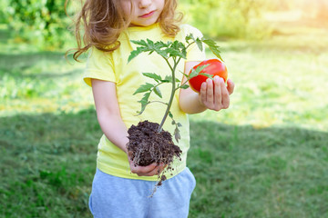 Child and vegetables on the farm. Selective focus.