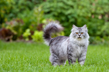 Britisch Langhaar Kater steht im Garten