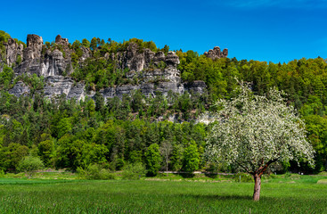 Baumblüte