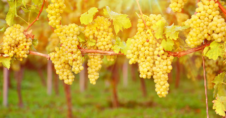 Weinreben in der Abendsonne