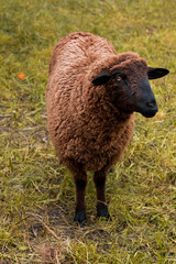 Brown sheep in field