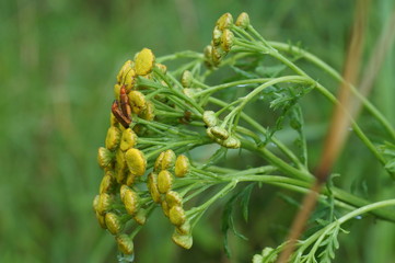 russian forest after rain