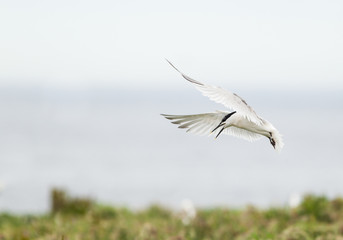 Sandwich tern (Thalasseus sandvicensis) in flight, near breeding colony