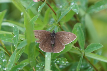 russian forest after rain