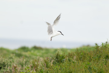 Sandwich tern (Thalasseus sandvicensis) in flight, near breeding colony