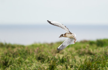 Black-headed gull (Chroicocephalus ridibundus) fledgling in flight