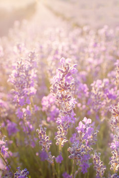 Soft focus of lavender flowers under the sunset light. Natural field closeup background in Provence.