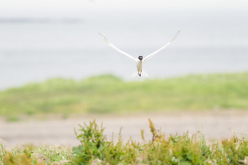 Sandwich tern (Thalasseus sandvicensis) in flight, near breeding colony