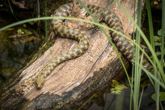 A dice snake resting on a piece of wood near a pond