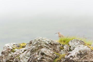 Eurasian curlew (Numenius arquata) in rain