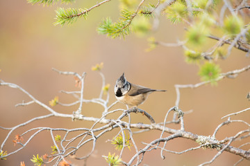 european Crested Tit (Lophophanes crisatus) perched on Scots Pine Branch (Pinus sylvestris)