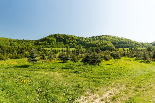 Green spring meadow in mountains