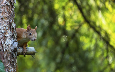 A young squirrel on the tree