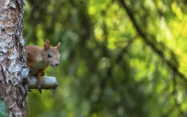 Fotobehang Een jonge eekhoorn in de boom © Horváth Botond