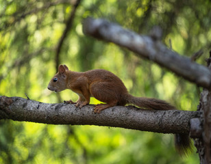 A young squirrel on the tree