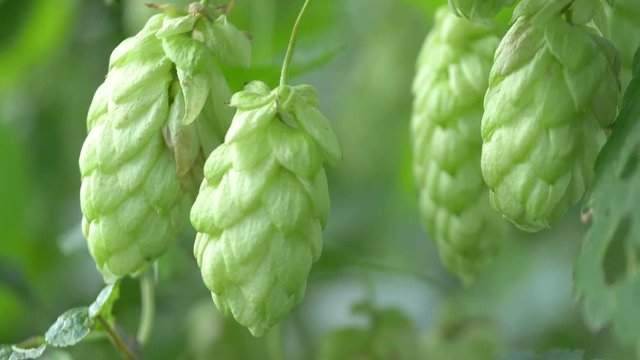 Professional video of twig of hops on the plantation in 4K slow motion 60fps