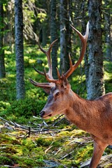 Cervus - Návštěvnické centrum Kvilda