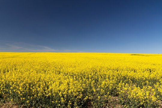 rapeseed yellow endless field with blue sky