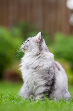 Britisch Langhaar Katze sitzt im Garten und sieht nach oben