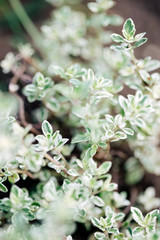 Striped thyme plant in the herb garden