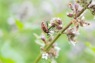 Czerwony owad na kwiatku mięty © Kasia R.