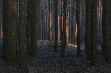 Świecący las