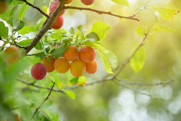 Bright red and yellow color plum on the tree branch in garden.