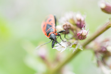 Czerwony owad na kwiatku mięty © Kasia R.