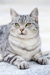 Getigerte Katze liegt auf einer Mauer