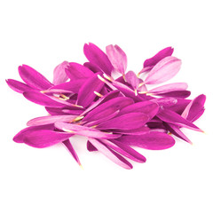 Lilac chrysanthemum flower petals isolated on white background