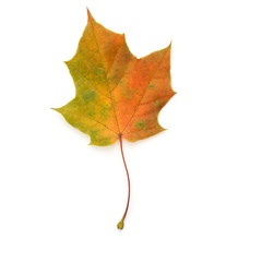 colorful autumn maple leaf isolated on white