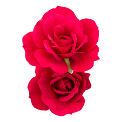 two red rose flowers isolated on white background cutout