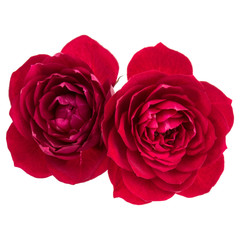 red rose flower bouquet isolated on white background cutout