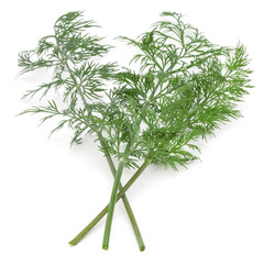 Close up shot of branch of fresh green dill herb leaves isolated on white background
